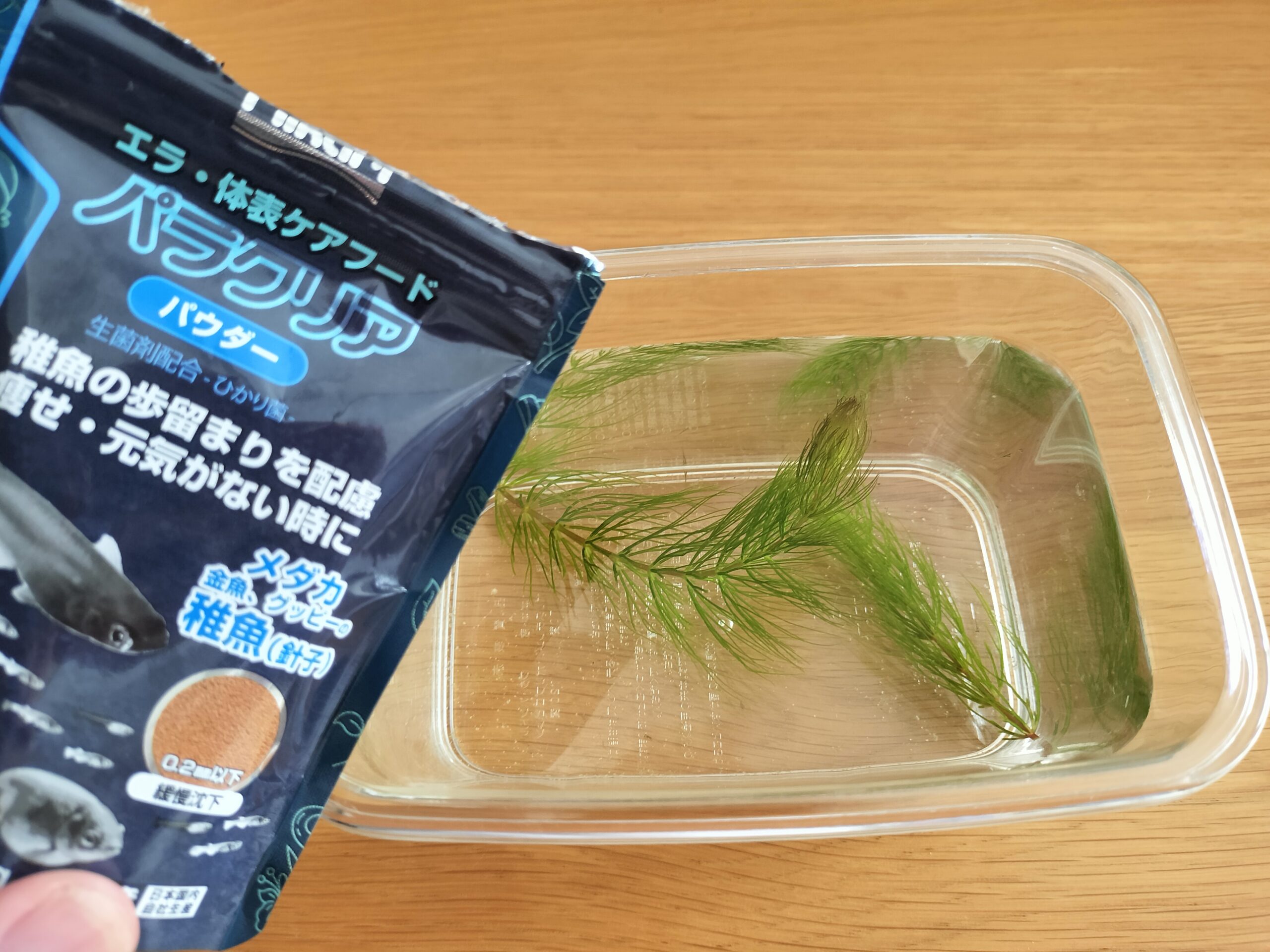 金魚 針 子 餌