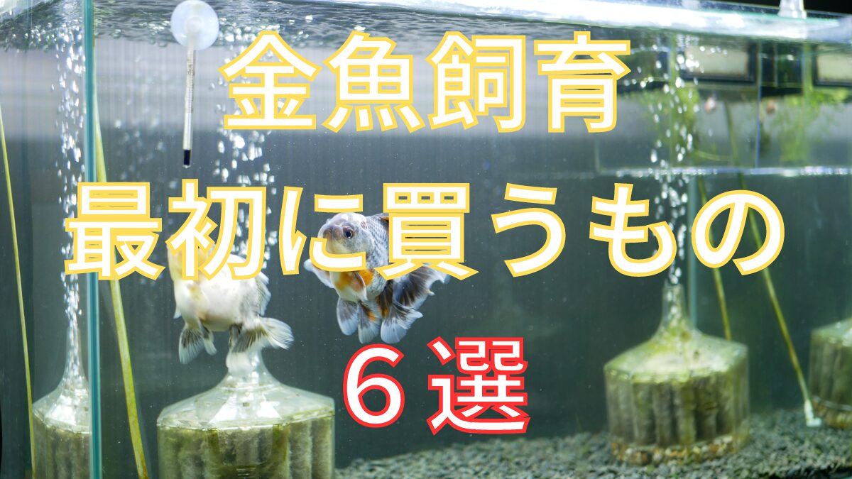 金魚飼育最初に買うもの　６選