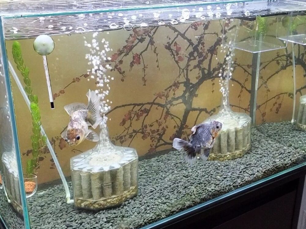 メンテナンス後の水槽