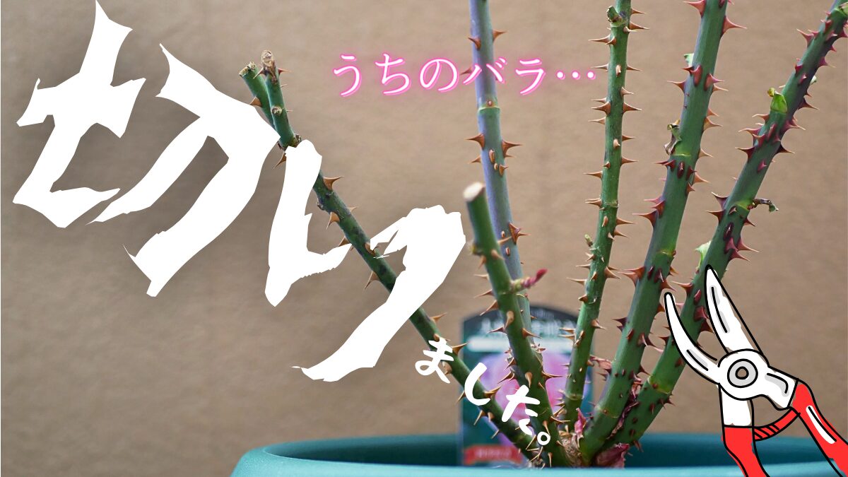 バラ の 剪定 初心者