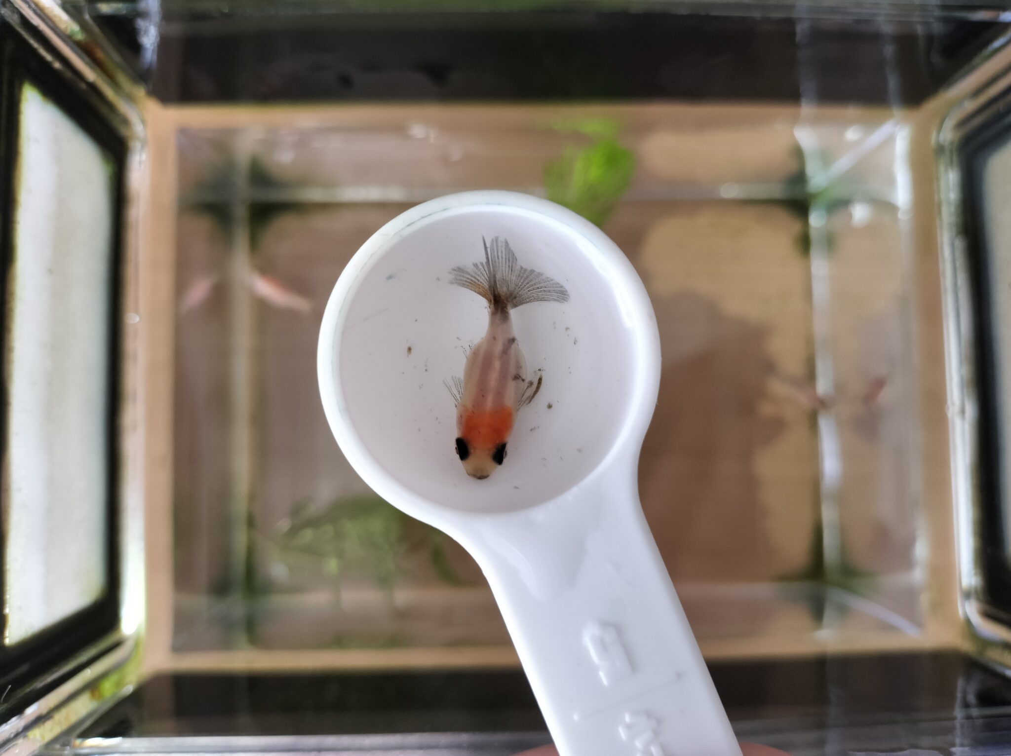 金魚の稚魚が生後4ヶ月になりました。残念なお知らせ。 | ともさんパパブログ