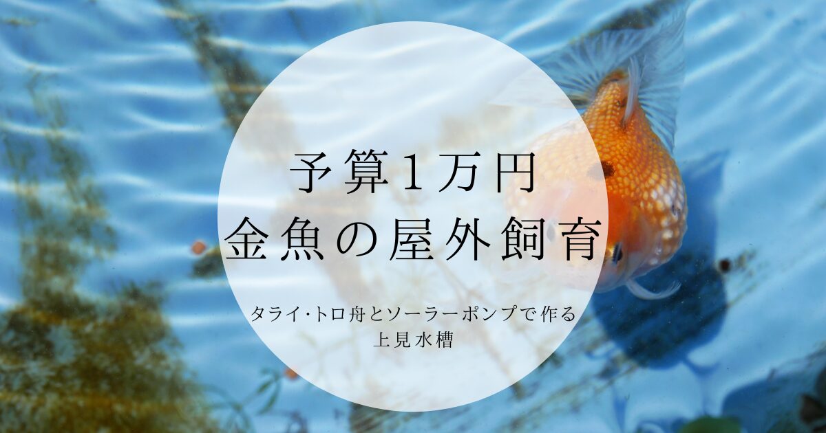 初心者向け】予算1万円で始める金魚の屋外飼育！タライ・トロ舟と 
