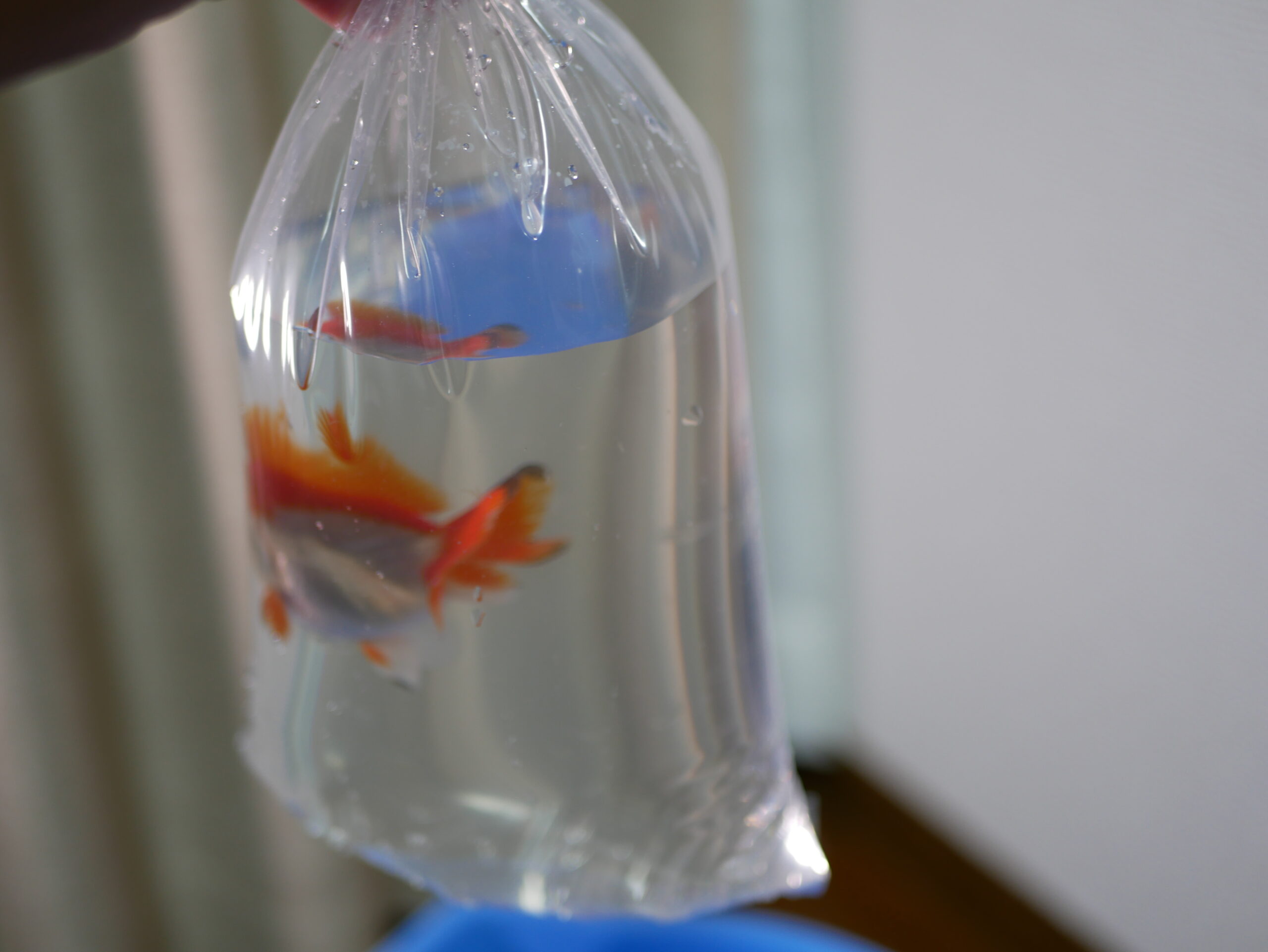 金魚導入 水合わせ