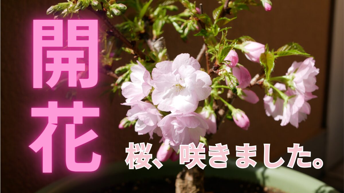 盆栽桜、旭山