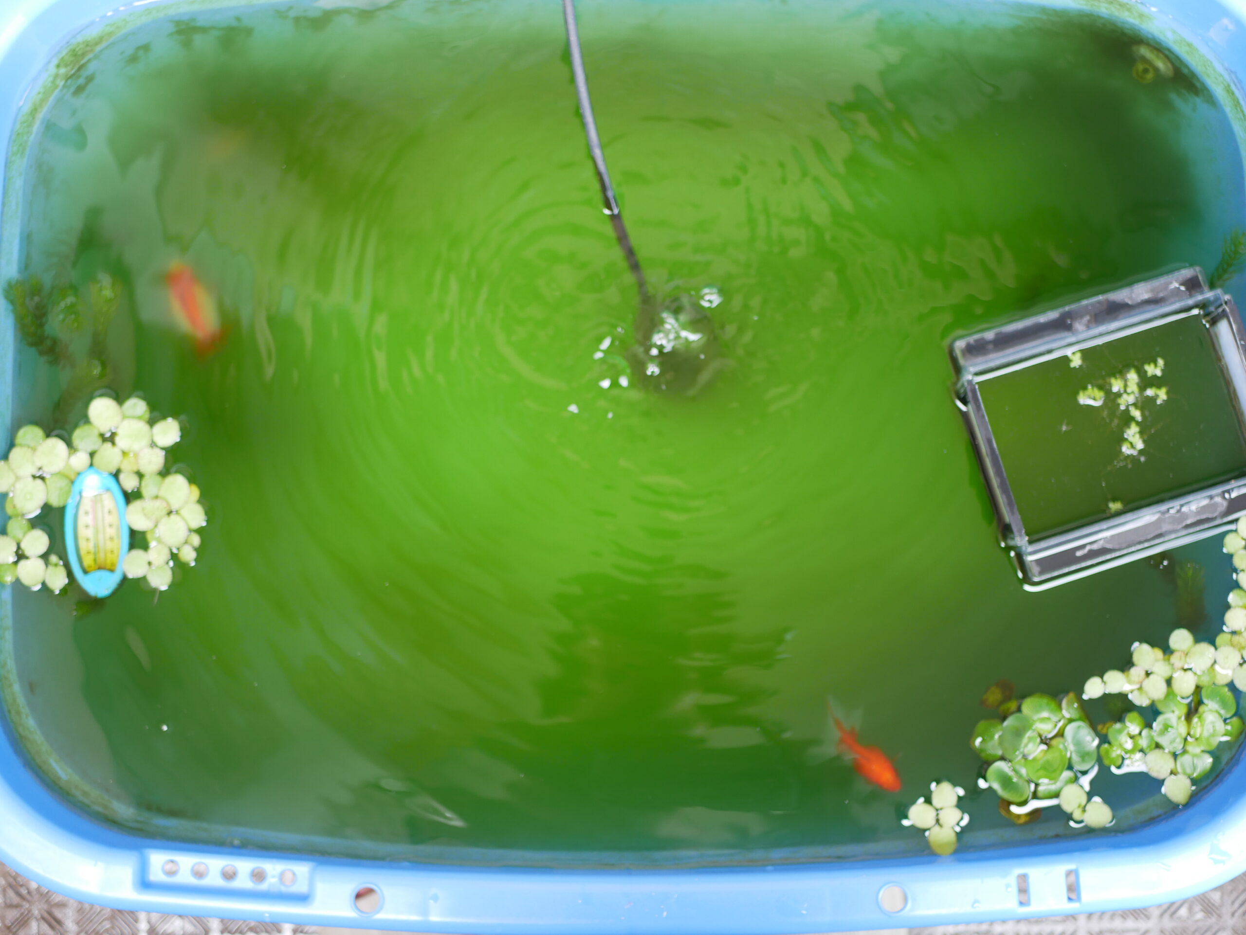 グリーンウォーターの金魚