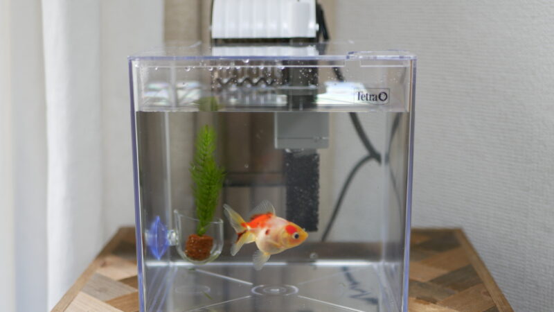 金魚すくいの金魚の飼い方