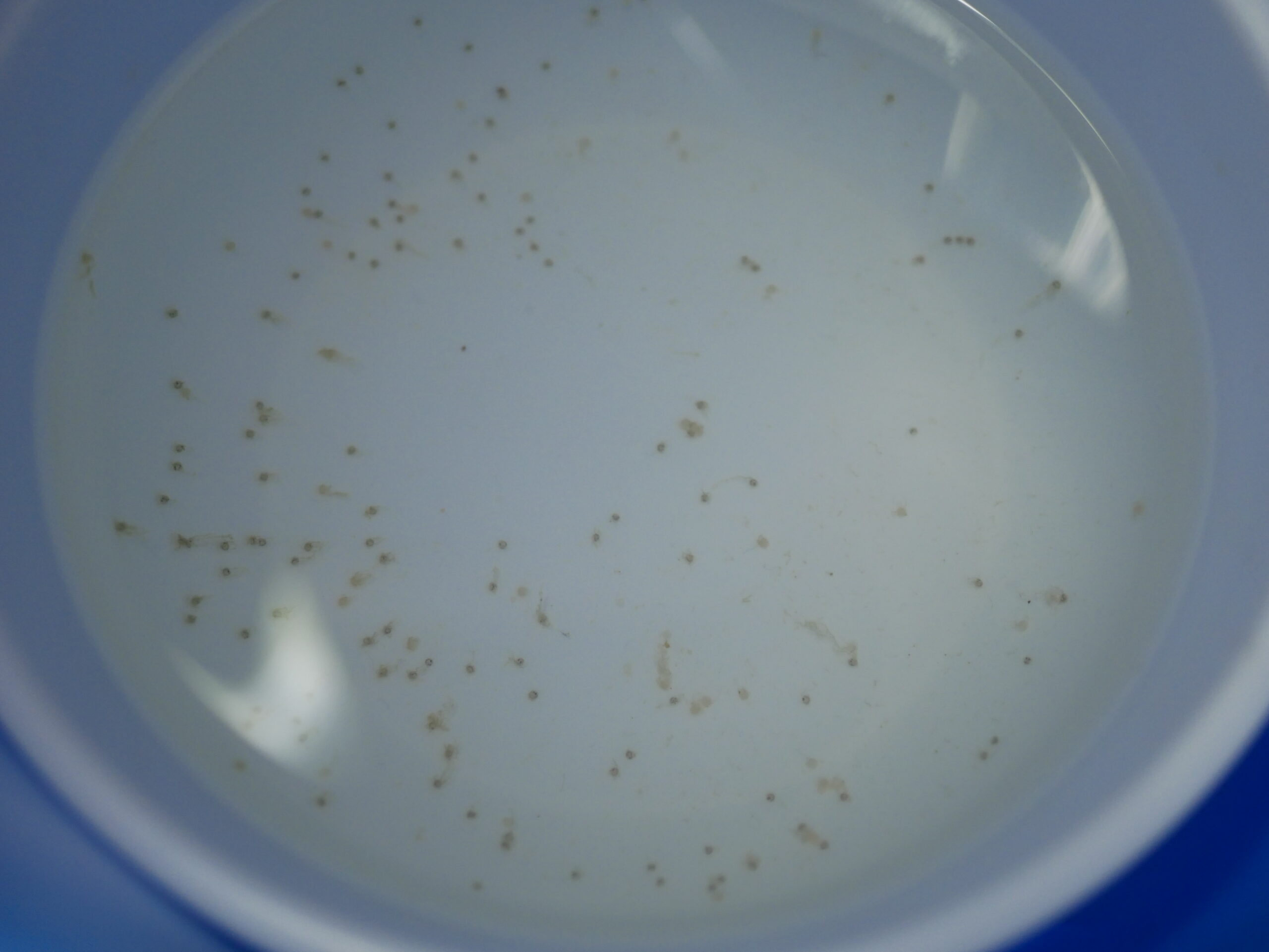 金魚の人工授精