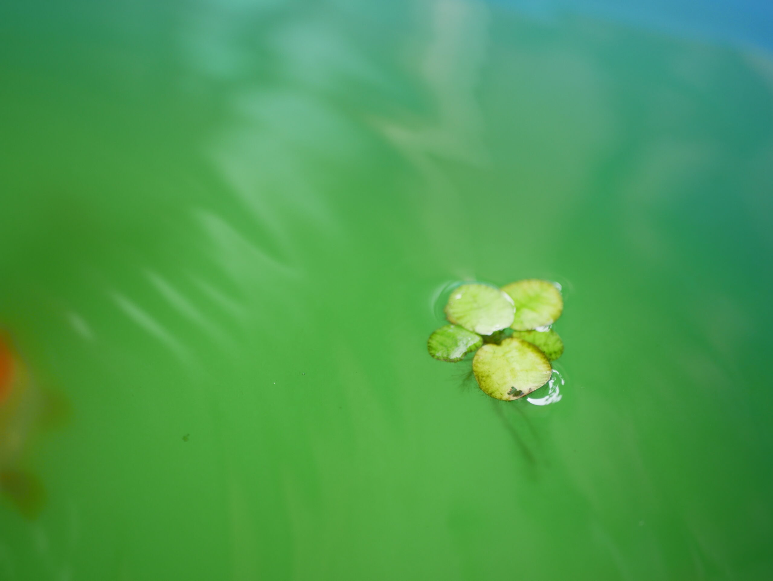 グリーンウォーター