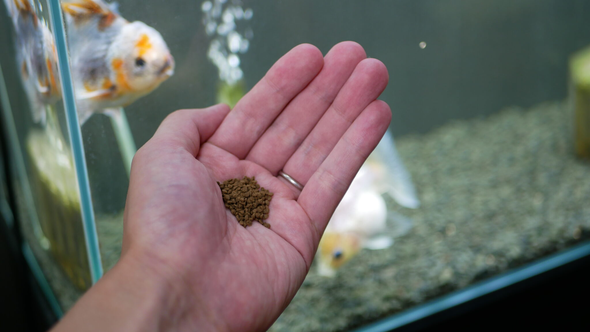 金魚の餌、結局どれがいいの!?粒タイプ【浮上性、沈下性】フレークタイプの使い方 | ともさんパパブログ