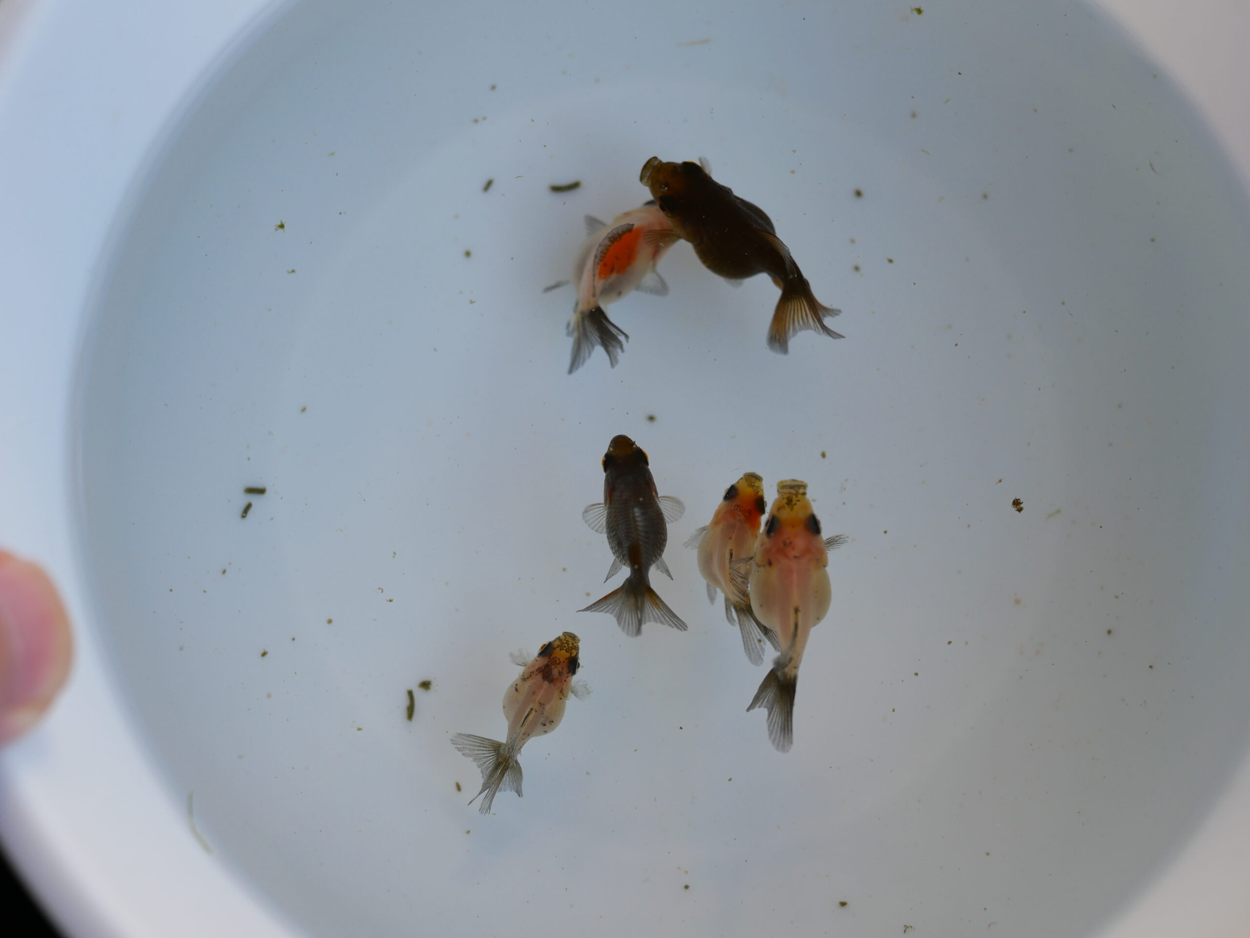 生後2ヵ月 金魚