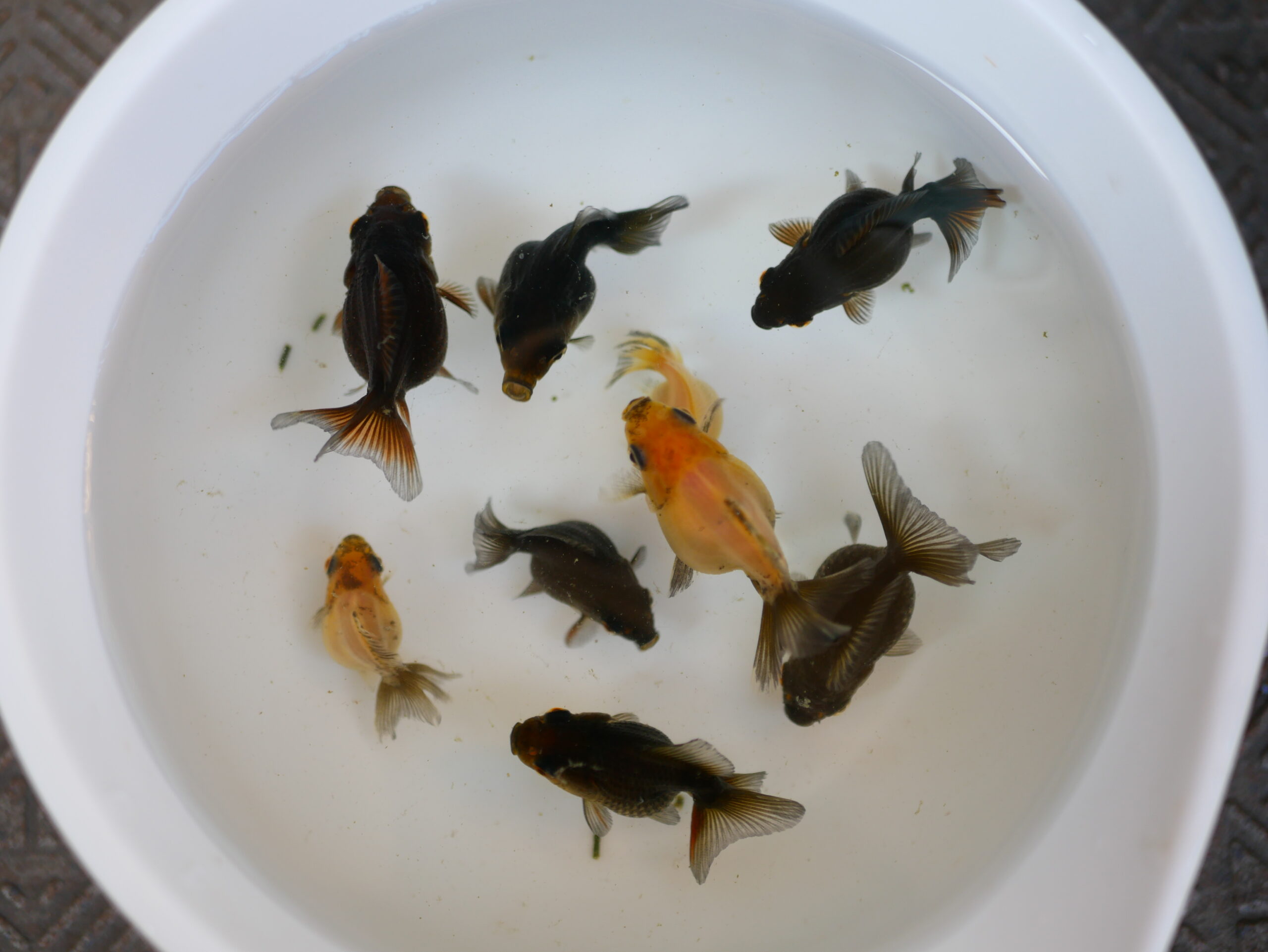 生後3ヶ月金魚