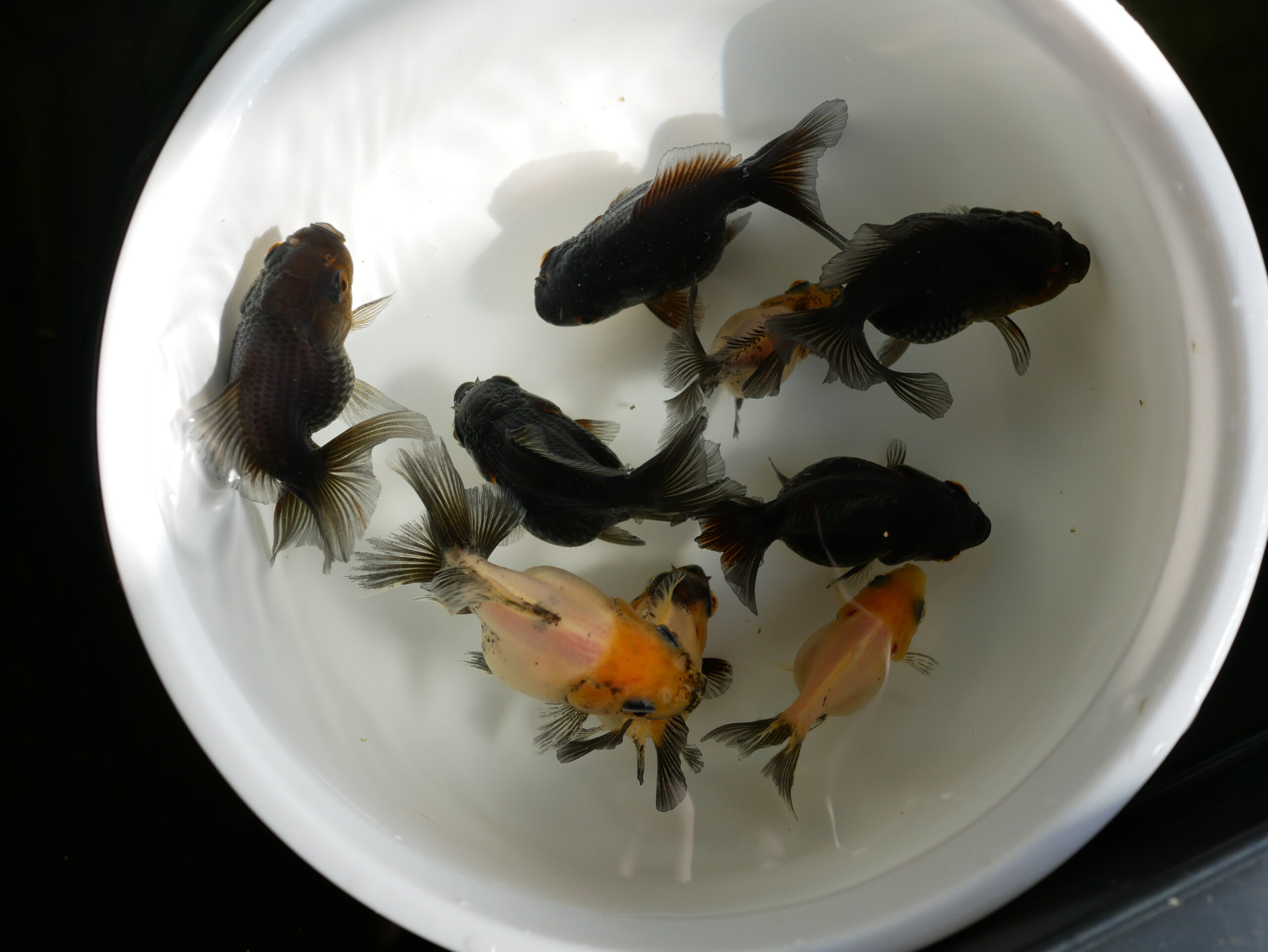 生後4か月のオランダ獅子頭