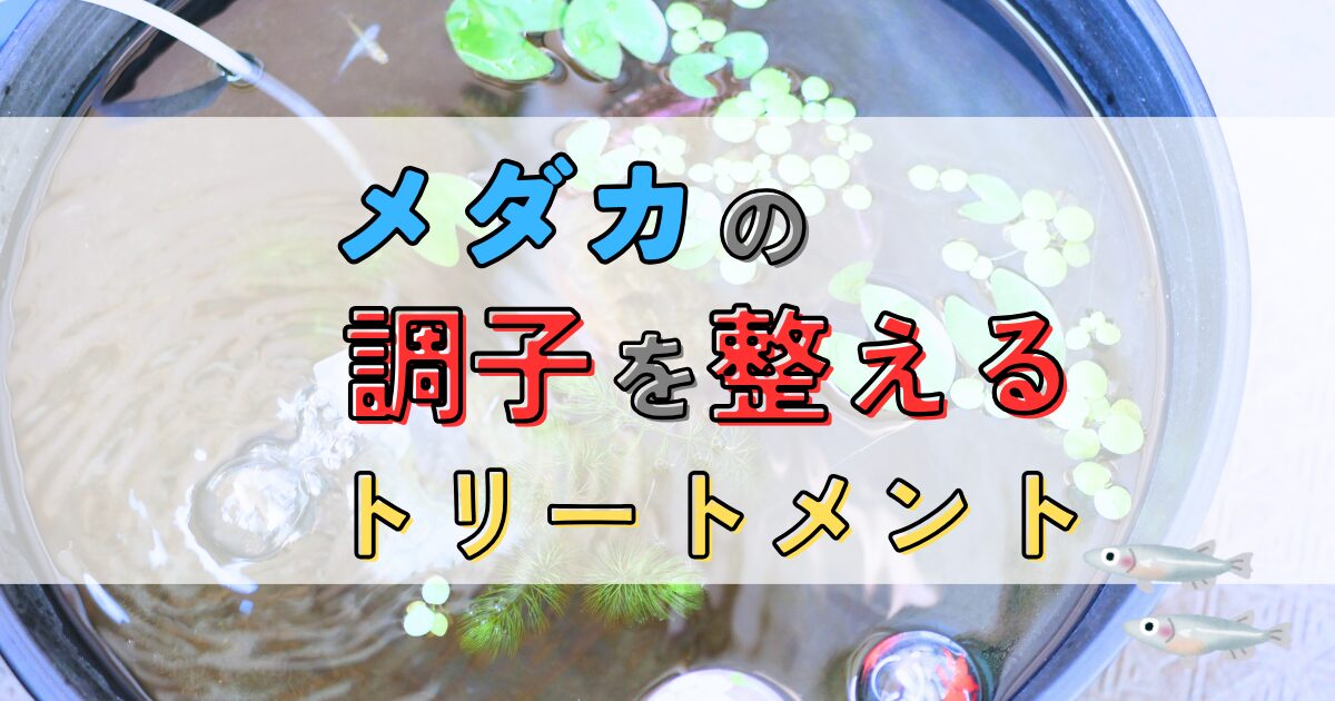 メダカの調子を整えるトリートメント