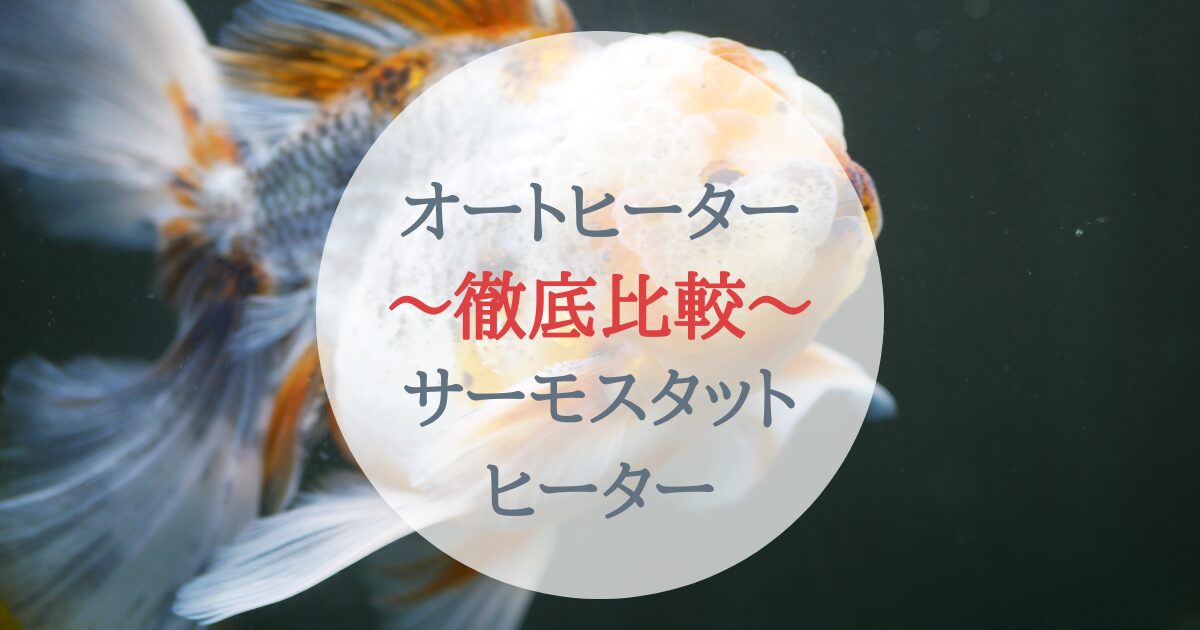 オートヒーターVSサーモスタットヒーター徹底比較！金魚初心者さんでも 