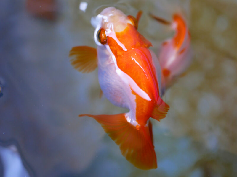 まるで、高級金魚に変化。金魚を美しく育てる秘訣。 | ともさんパパブログ