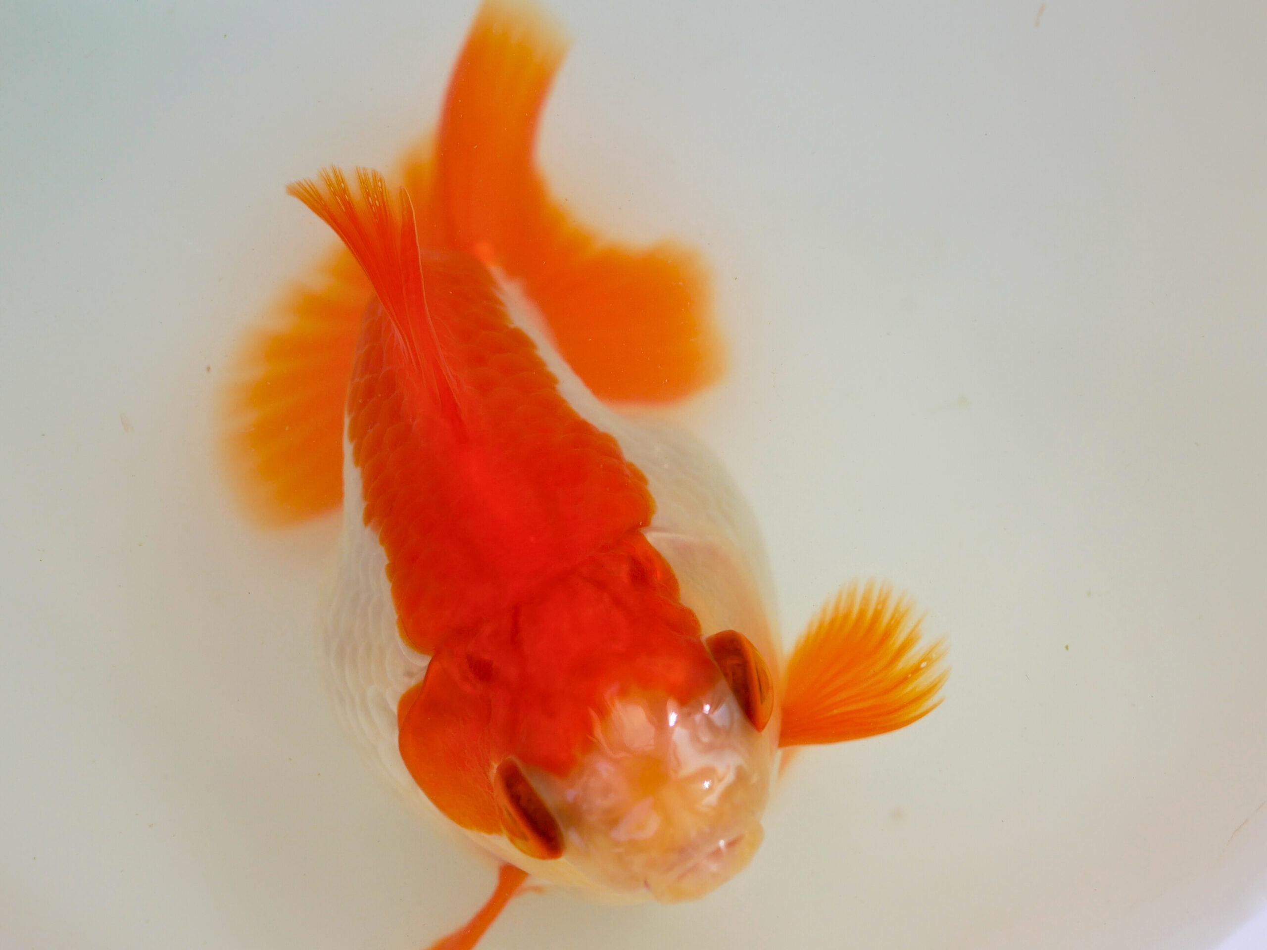 秋は金魚飼育のベストシーズン!初心者でも楽しめる、美しくて丈夫な丸物金魚をご紹介 | ともさんパパブログ