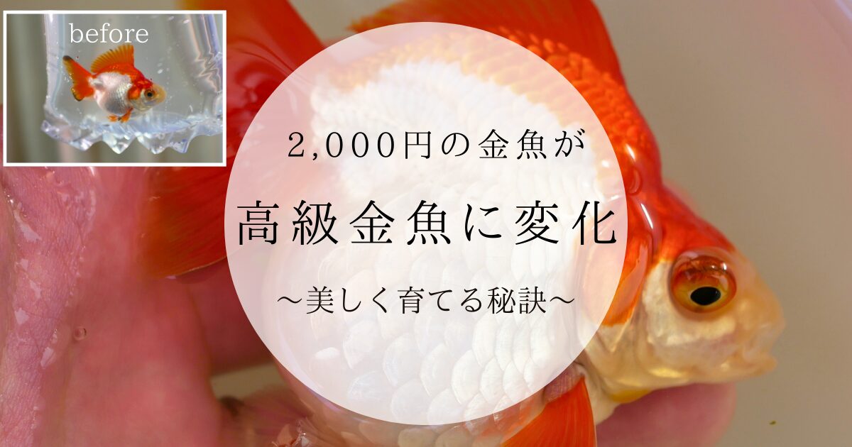 まるで、高級金魚に変化。金魚を美しく育てる秘訣。 | ともさんパパブログ