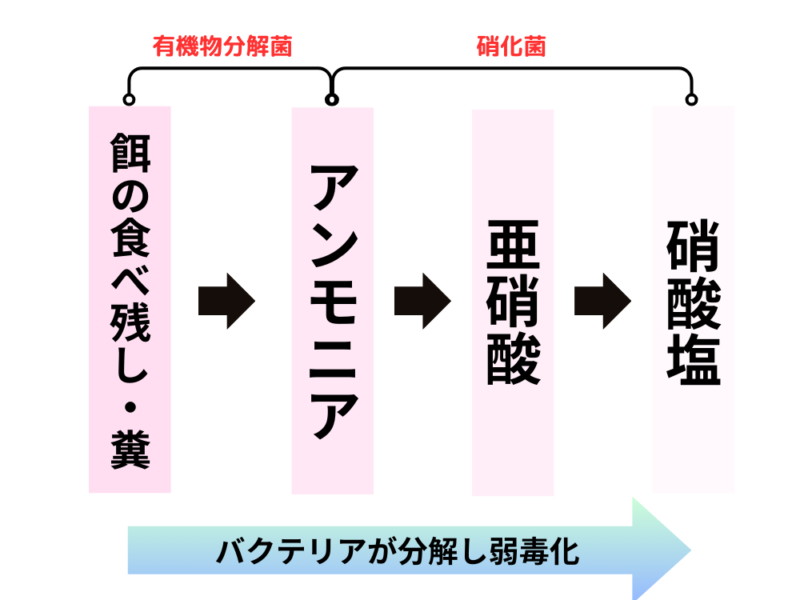 バクテリアの働き