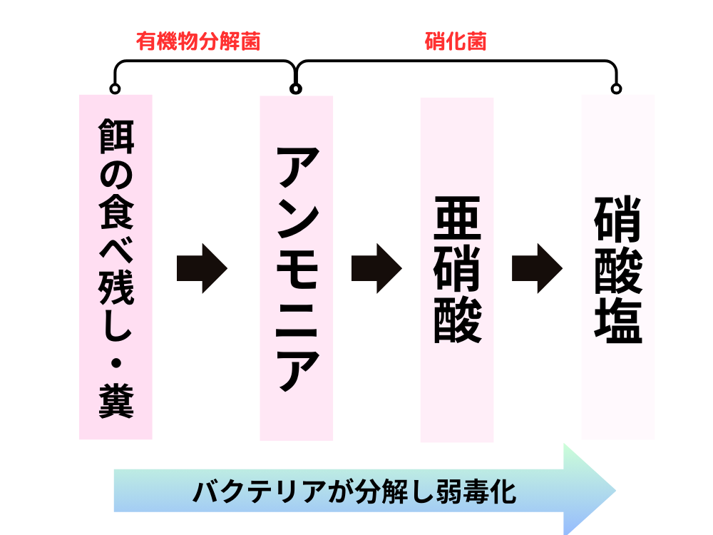 バクテリアの働き