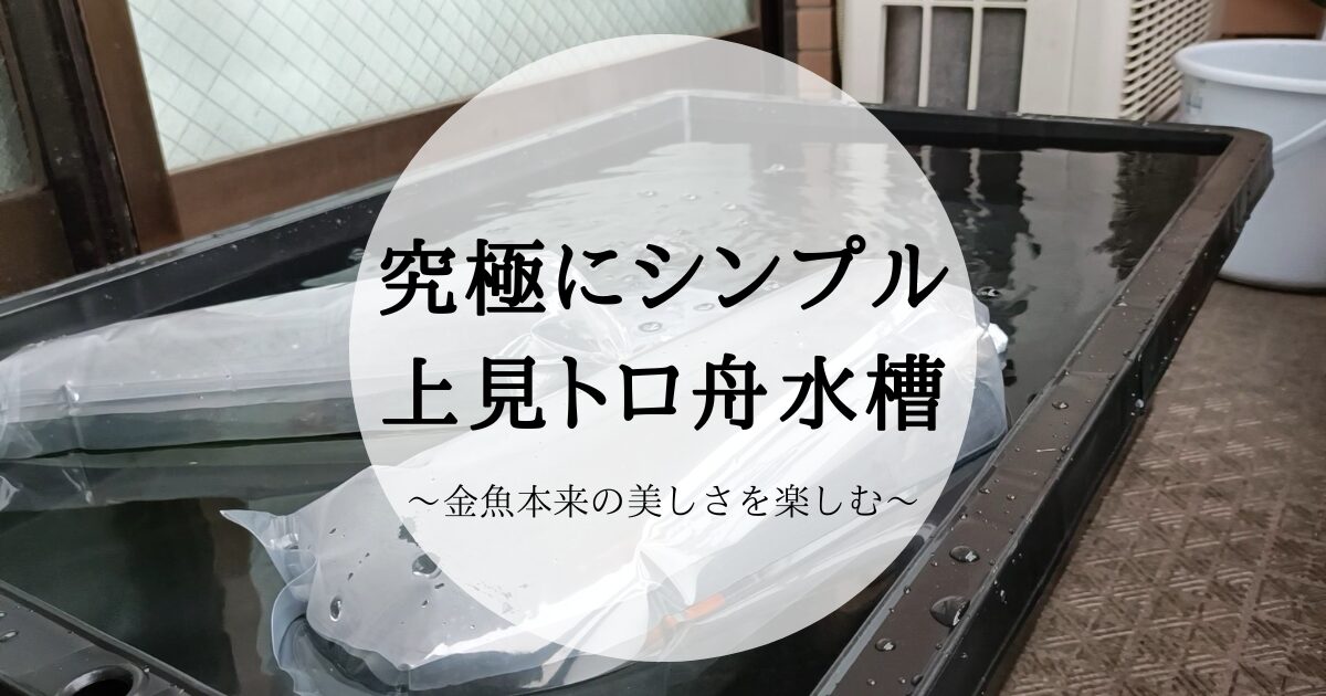 ベランダのある人必見】金魚本来の美しさを楽しむ。究極にシンプルな上 