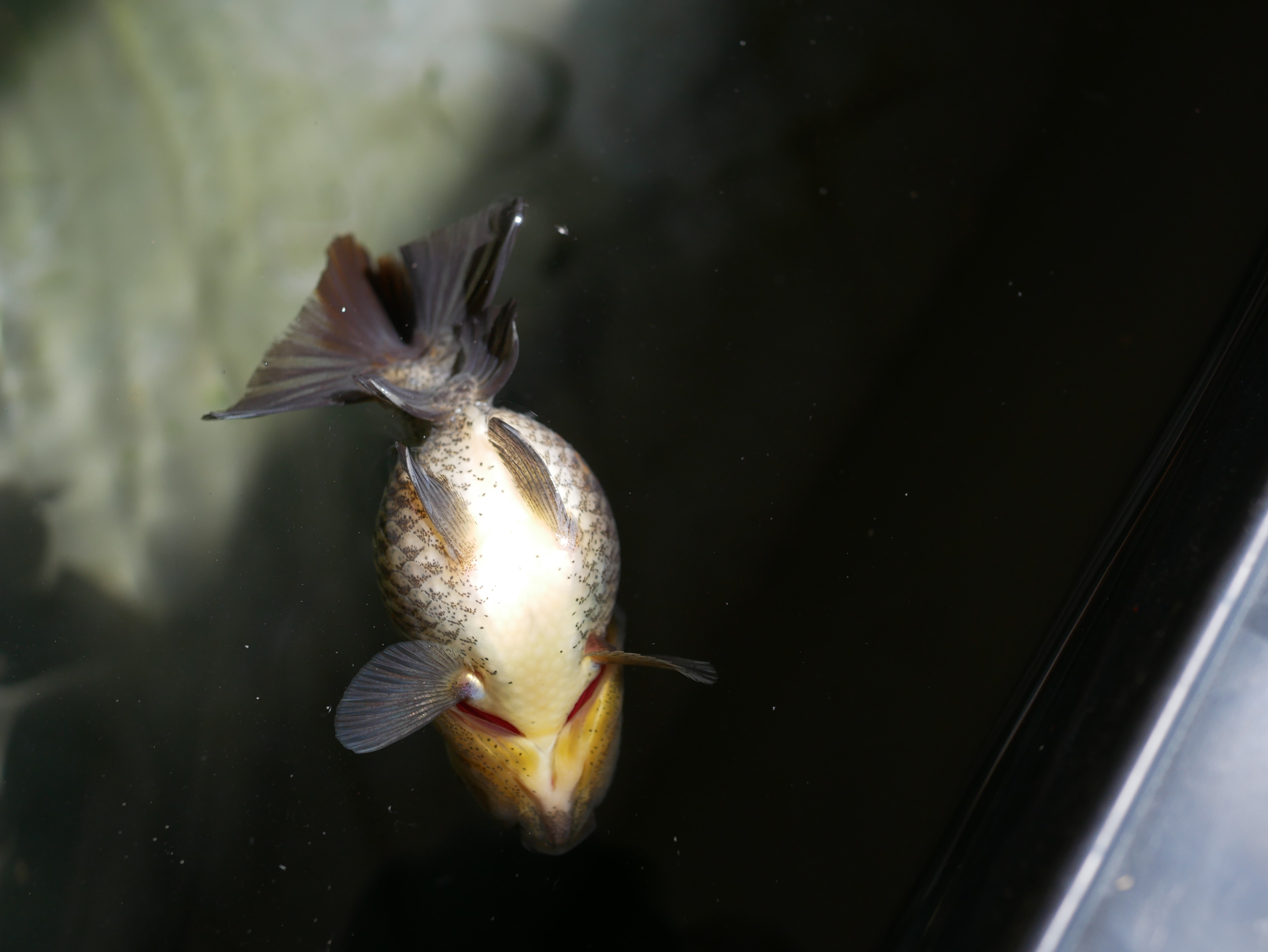 転覆する金魚