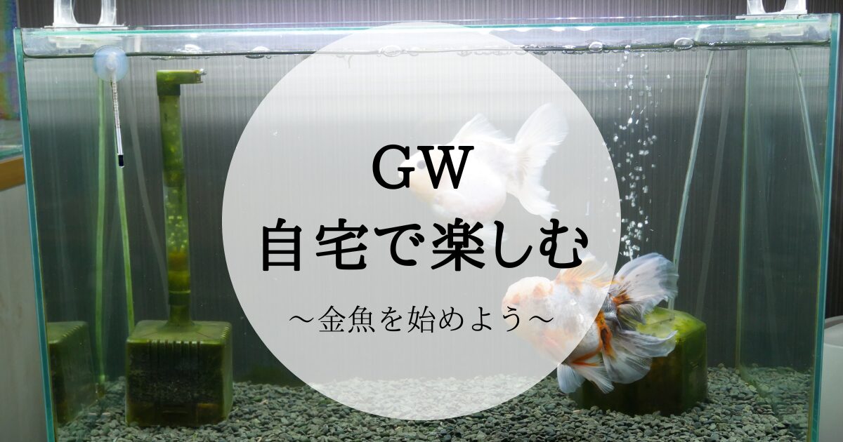 ゴールデンウィークを自宅で楽しむ。金魚飼育で日本の伝統文化を味わお 