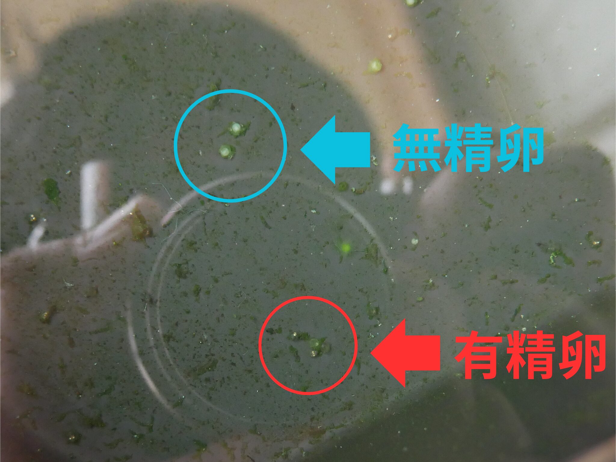メダカの卵の孵化率を劇的に上げる！成功への4つの秘訣 | ともさんパパ 