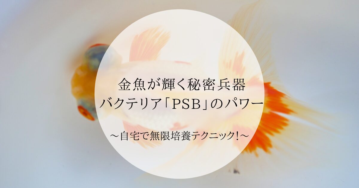 衝撃の美しさ！金魚が輝く秘密兵器バクテリア「PSB」のパワーと 