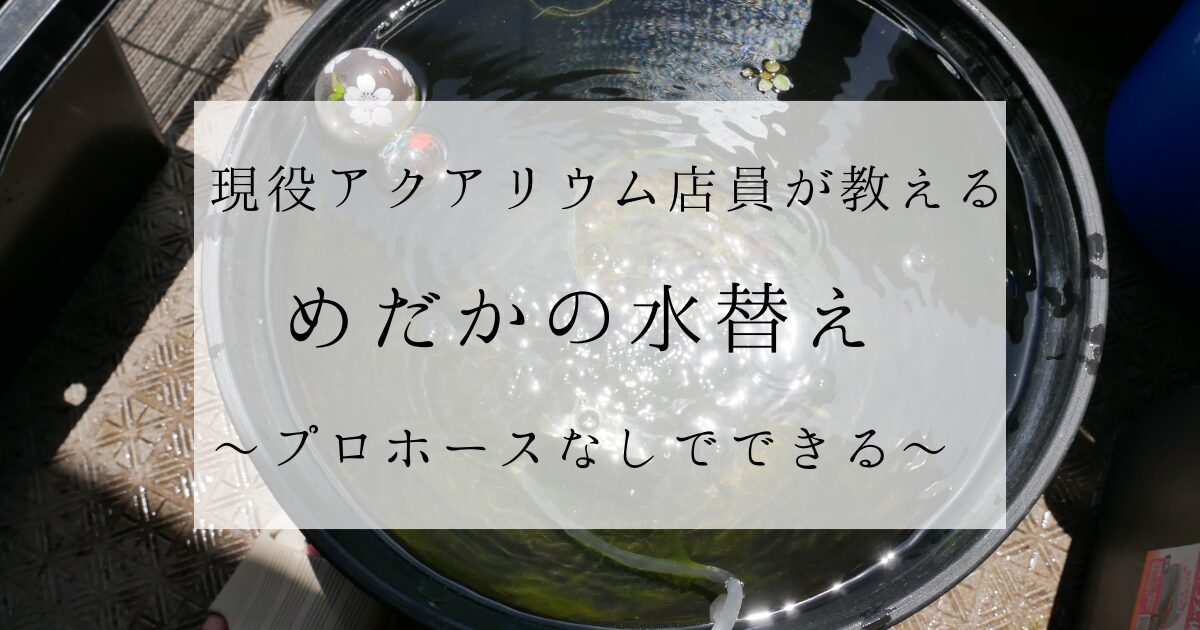 【床置き睡蓮鉢でも簡単！】プロホースなしでできる！現役アクア店員が教えるメダカの水替え完全ガイド