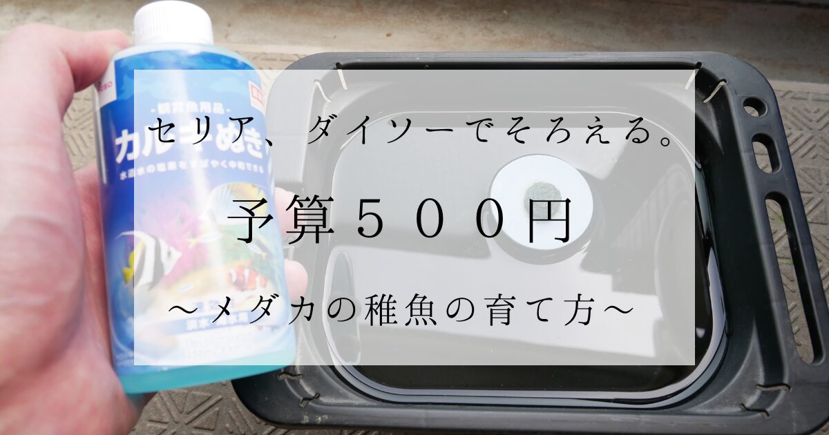 予算500円。100円ショップセリア、ダイソーでそろえる。メダカの稚魚の育て方。