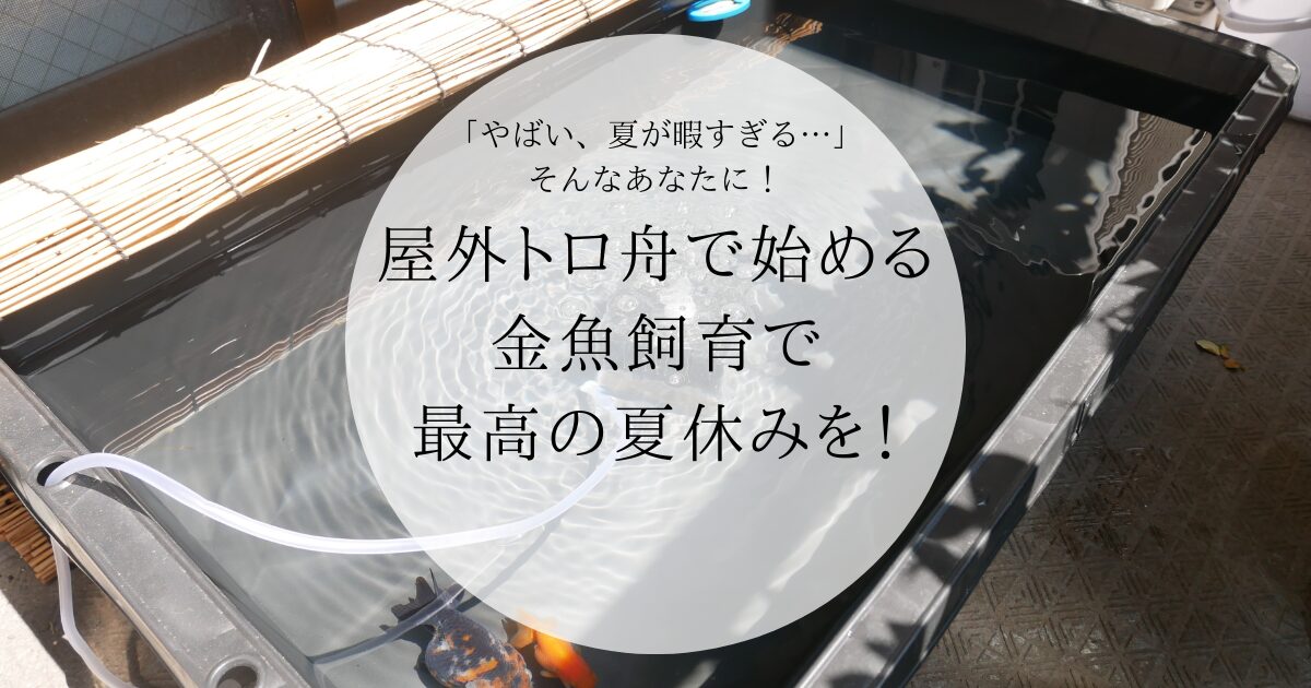 やばい、夏が暇すぎる…」そんなあなたに！屋外トロ舟で始める金魚飼育 