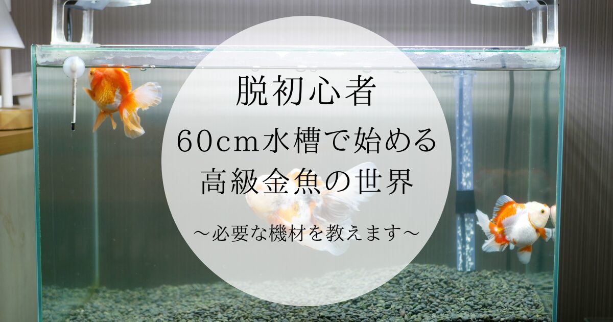 脱初心者】60cm水槽で始める、高級金魚の世界。おすすめの機材を教え 