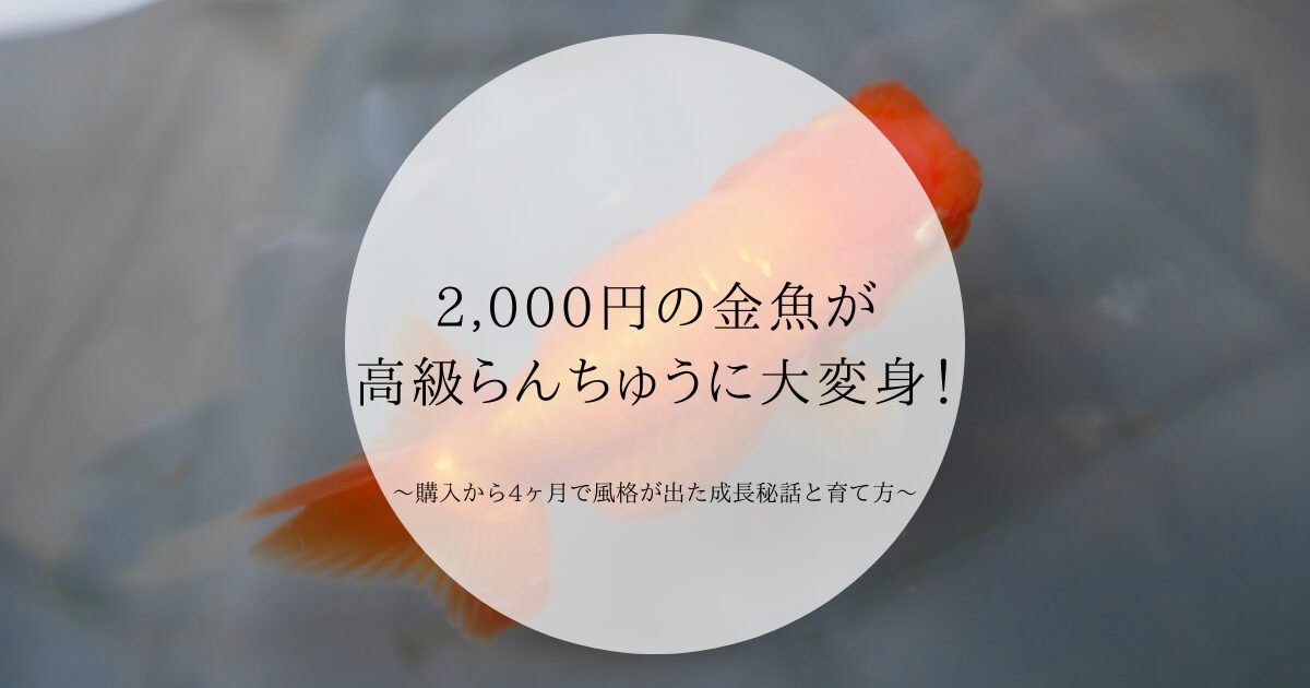 2,000円の金魚が高級らんちゅうに大変身！購入から4ヶ月で風格が出た 