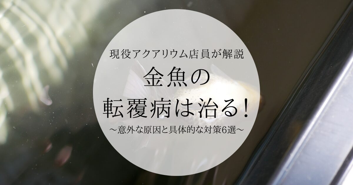 【現役アクアリウム店員が解説】金魚の転覆病は治る！意外な原因と具体的な対策6選