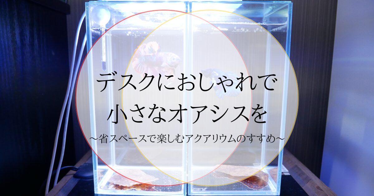 【社会人向け】デスクにおしゃれで小さなオアシスを。省スペースで楽しむアクアリウムのすすめ。