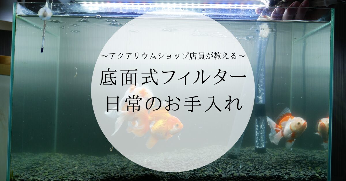 アクアリウムショップ店員が教える、底面式フィルターの日常のお手入れ方法