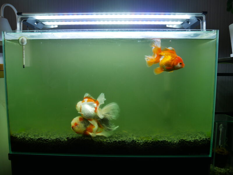 シンプルなカルキ抜き。水替え直前（１週間）