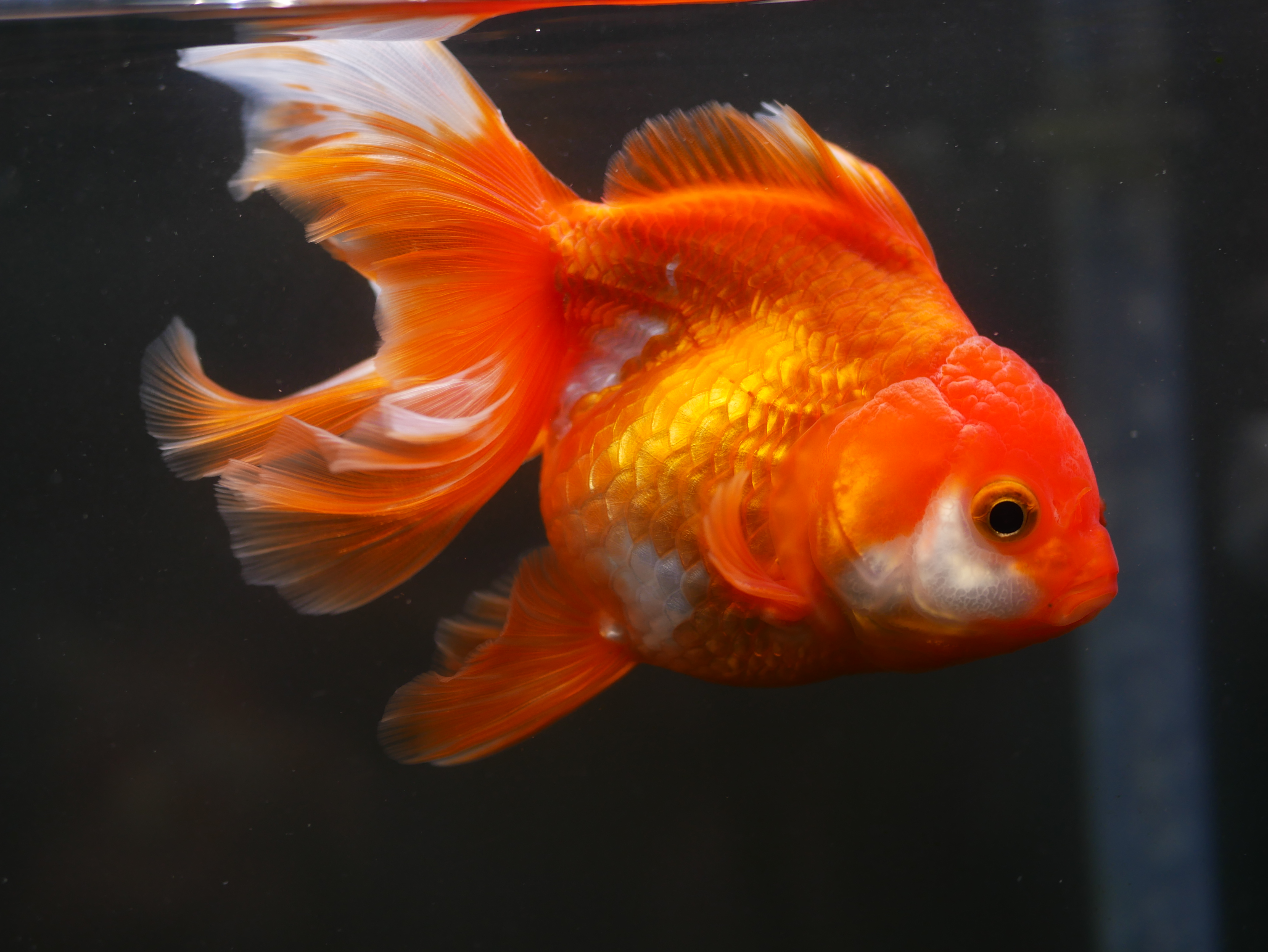 ゼンスイマルチカラーLEDⅡ