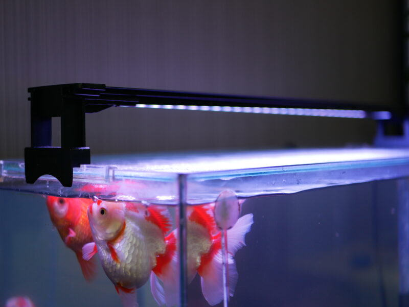 ゼンスイマルチカラーLEDⅡ