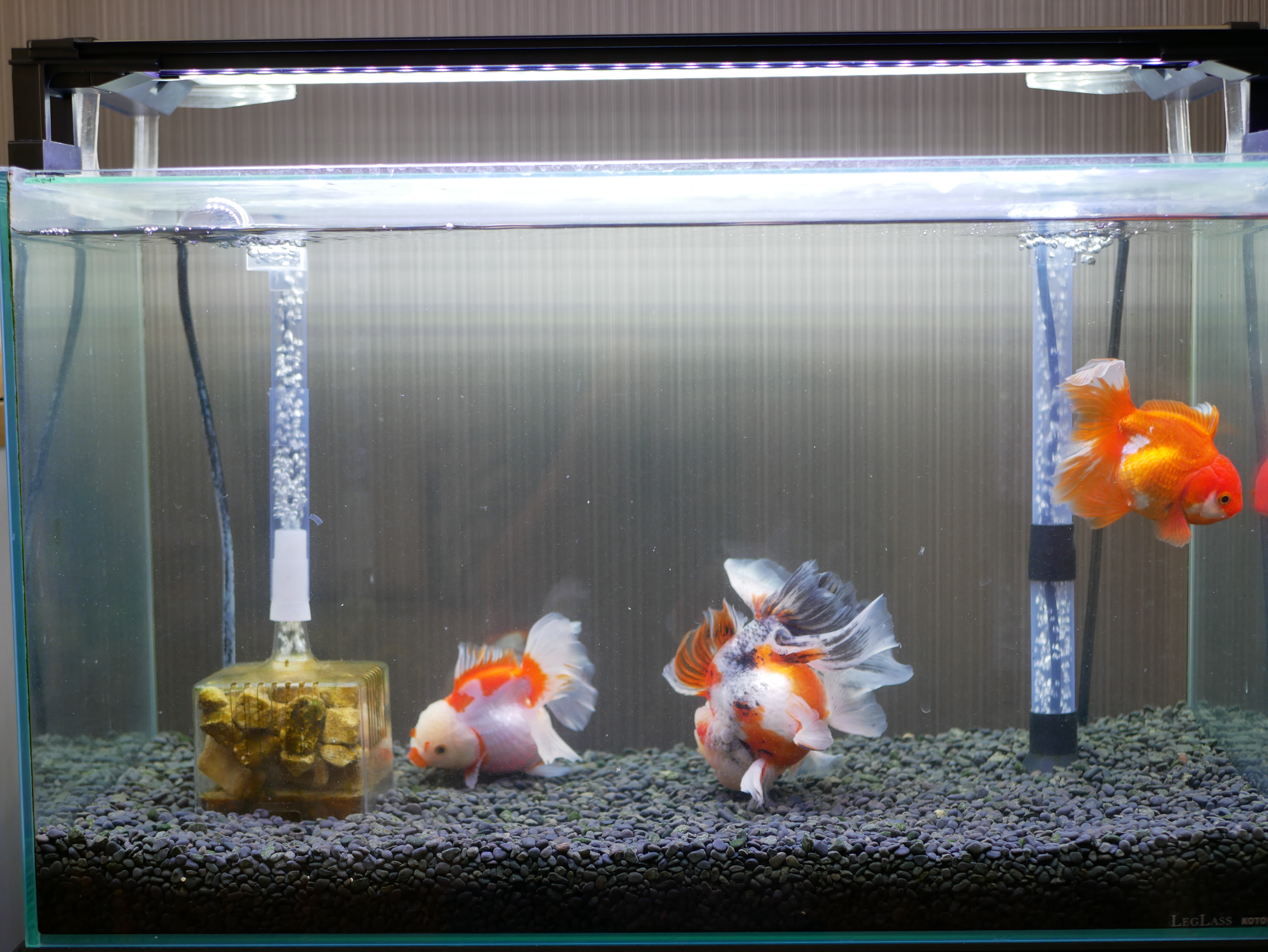 N918を入れて10日後