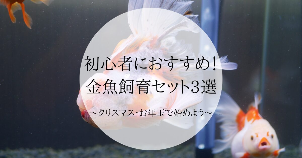 初心者におすすめ！金魚飼育セット3選。クリスマス・お年玉で始める 