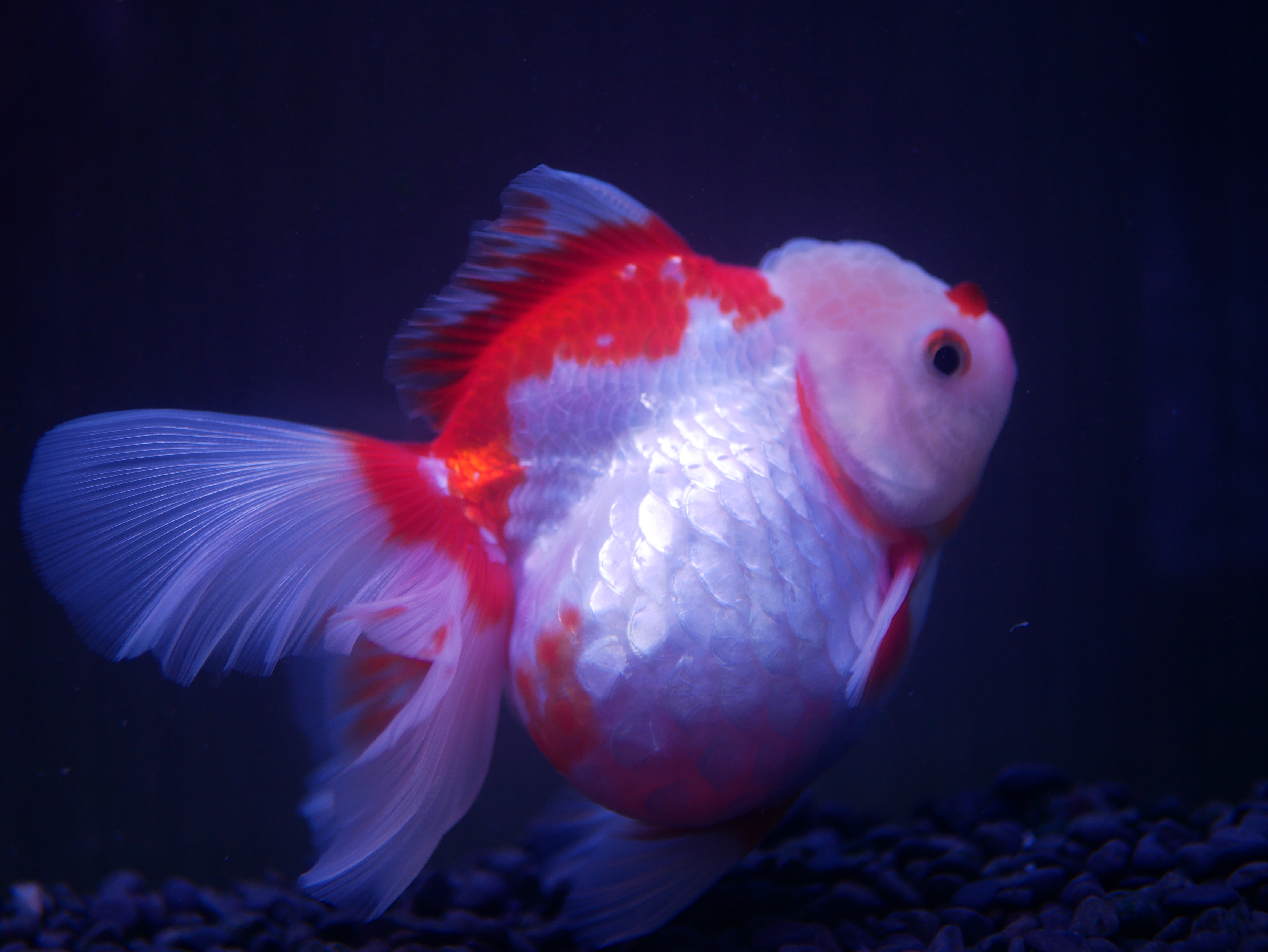 RGBライトを導入