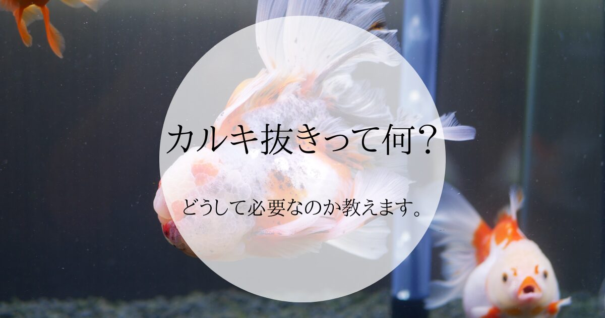 カルキ抜きって何？どうして必要なのか教えます。